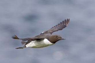 Trottellumme, Common Guillemot, Guillemot, Common Murre, Uria aalge, Guillemot de Troïl, Arao Común