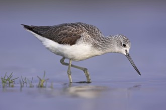 Common Greenshank (Tringa nebularia), Oman, Asia
