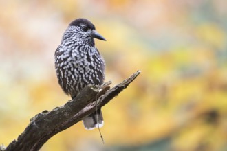 Nutcracker - Tannenhäher - Nucifraga caryocatactes ssp. caryocatactes, Germany, adult, Europe