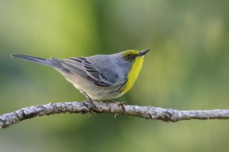 Olive-capped Warbler (Dendroica pityophila) perched on a branch in Cuba