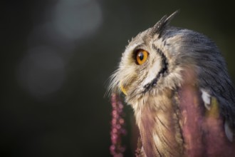 Southern White-faced Owl (Ptilopsis granti) captive, among flowers, Germany, Europe