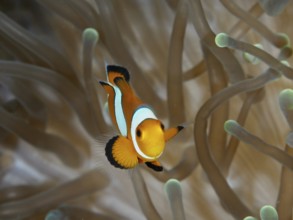 A single Ocellaris Clownfish (Amphiprion ocellaris) swims elegantly through a sea anemone, dive
