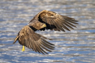 White-tailed eagle (Haliaeetus albicilla), in flight, Lofoten, Norway, Europe