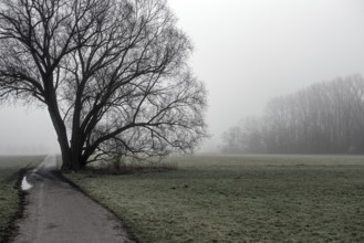 Bare tree in a field on a foggy day with a narrow path, Meerbusch