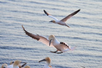 Northern gannet (Morus bassanus) flying over the sea at sunset, landing, wildlife, Helgoland,
