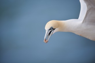 Northern gannet (Morus bassanus) flying over the sea, portrait, wildlife, Helgoland, Germany,