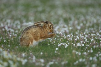 European brown hare (Lepus europaeus) adult animal washing itself amongst Sea campion flowers in