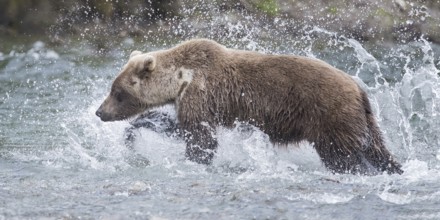 Grizzly Bear (Ursus arctos horribilis) hunting Pacific Salmon, British Columbia, Canada, North