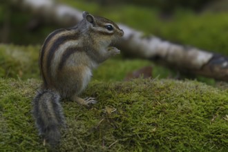 Siberian chipmunk (Eutamias sibiricus) in a forest in Tilburg Noord Brabant in the Netherlands
