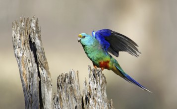 Mulga Parrot (Psephotellus varius) male, Victoria, Australia, Oceania