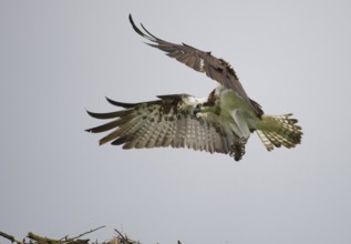 Western Osprey (Pandion haliaetus) flying, Mecklenburg-Western Pomerania, Germany, Europe