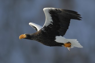 Steller's Sea Eagle (Haliaeetus pelagicus) flying, Hokkaido, Japan, Asia