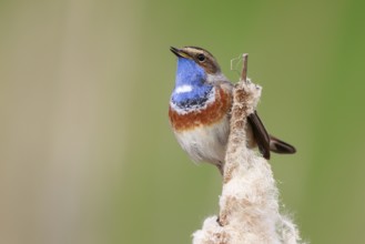 Bluethroat (Luscinia svecica cyanecula) male perched on a cattail, Netherlands