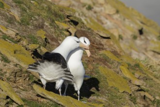 Black-browed Albatross (Thalassarche melanophris) at a nesting colony in the Falkland Islands
