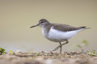 Common Sandpiper (Actitis hypoleucos), North Rhine-Westphalia, Germany, Europe