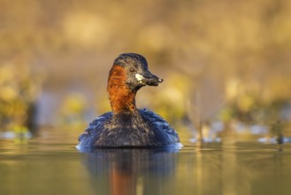Little Grebe (Tachybaptus ruficollis), North Rhine-Westphalia, Germany, Europe