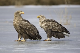 White-tailed Eagle (Haliaeetus albicilla), Mecklenburg-Western Pomerania, Germany, Europe