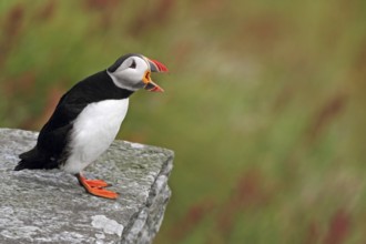 Atlantic Puffin (Fratercula arctica) calling, Runde, Norway, Europe
