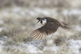 Sage Grouse (Centrocercus urophasianus) flying, Oregon, USA, North America