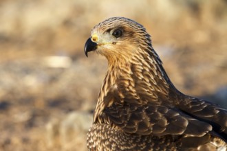 Black Kite (Milvus migrans) juvenile, Castile-La Mancha, Spain, Europe