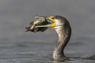 Great Cormorant (Phalacrocorax carbo) eating a fish, Eilat, Israel, Asia