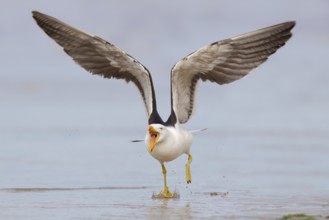 Pacific Gull (Larus pacificus), Victoria, Australia, Oceania