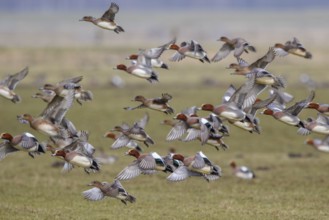 Eurasian Wigeon (Mareca penelope) flock flying, Netherlands