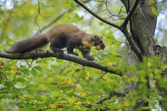 European Pine Marten (Martes martes) climbing in common beech tree (Fagus sylvatica) with prey in