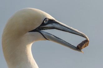 Northern Gannet (Morus bassanus), Schleswig-Holstein, Germany, Europe