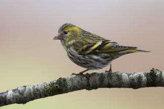 Eurasian Siskin (Spinus spinus) female, Lower Saxony, Germany, Europe