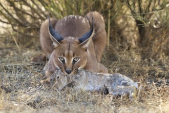 Caracal (Caracal caracal) adult hunting Iberian Hare (Lepus granatensis), Castile-La Mancha, Spain,