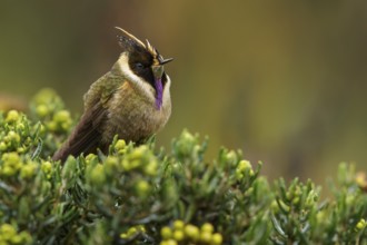 Buffy Helmetcrest (Oxypogon stuebelii) perched on a branch in the Andes Mountains of Colombia