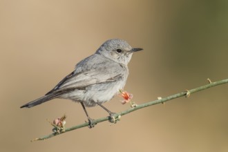 Blackstart (Oenanthe melanura), Eilat, Israel, Asia