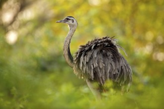 Greater Rhea, Rhea americana, big bird with fluffy feathers, animal in nature habitat, evening sun,