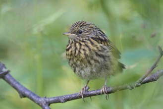 Bluethroat (Luscinia svecica cyanecula) juvenile, Lapland, Germany, Europe