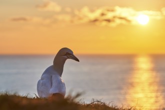 Northern gannet (Morus bassanus) standing on the cliff at sunset with the sea in the background,