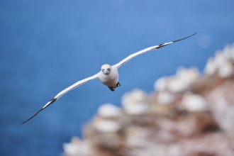 Northern gannet (Morus bassanus) flying over the cliffs, wildlife, Helgoland, Germany, Europe