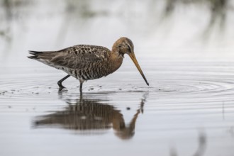 Black-tailed godwit (Limosa limosa), Lower Saxony, Germany, Europe