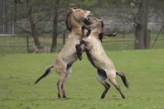 Przewalski's horse (Equus ferus przewalskii), playing in the meadow, rising, Tachi, Captive