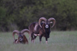 European mouflon (Ovis gmelini musimon, Syn.: Ovis orientalis musimon, Ovis aries musimon),