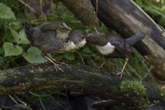 White-throated Dipper (Cinclus cinclus) feeding young, North Rhine-Westphalia, Germany, Europe