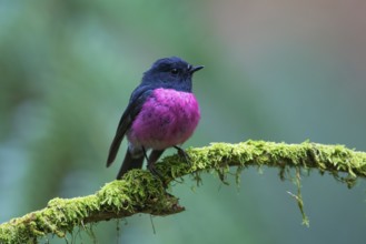 Pink Robin (Petroica rodinogaster) male perched on a mossy branch, Victoria, Australia, Oceania