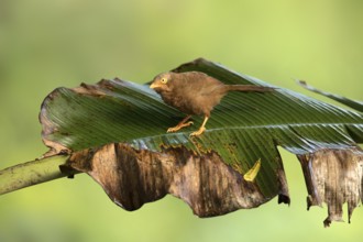 Orange-billed Babbler (Turdoides rufescens) perched on a branch, Kutugala, Sri Lanka, Asia