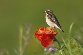 Whinchat (Saxicola rubetra) male perched on poppy flower, Armenia, Asia
