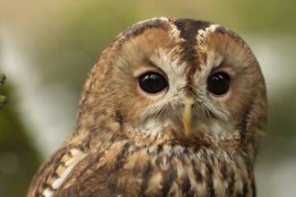 Tawny Owl (Strix aluco) captive, Germany, Europe