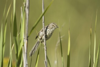Karoo Prinia (Prinia maculosa), South Africa, Africa