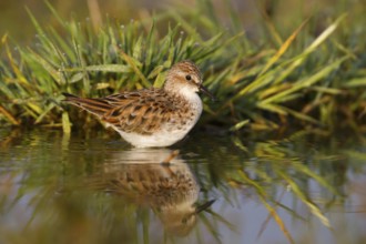 Little Stint (Calidris minuta), Cyprus, Europe