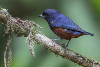 Chestnut-bellied Euphonia (Euphonia pectoralis) perched on a branch in the Atlantic rainforest of