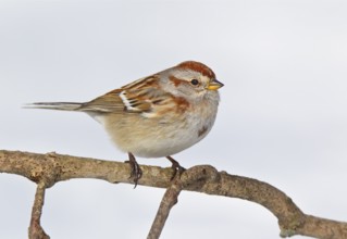 American Tree Sparrow (Spizelloides arborea), Ohio, USA, North America