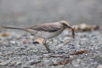 Tropical Mockingbird (Mimus gilvus tobagensis), Trinidad and Tobago, Central America